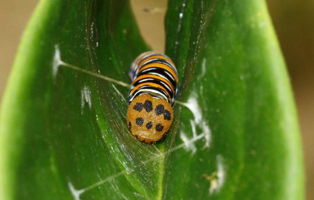 Coeliades kenya caterpillar fourth instar